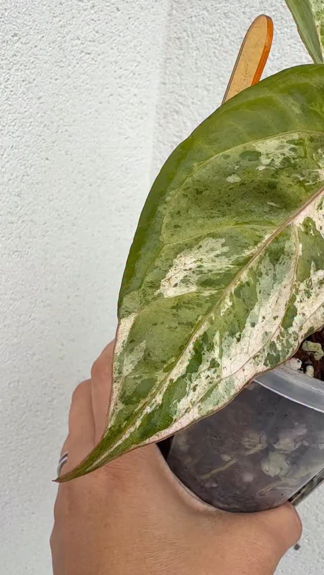 Anthurium The Rembrandt by @oasisontheroof
So lucky to own a piece of this outstanding specimen.
She is growing for now, no clones, NFS.
#anthuriumrembrant #plantfriend #plantsmakepeoplehappy #supportsmallbusiness #plantcommunity