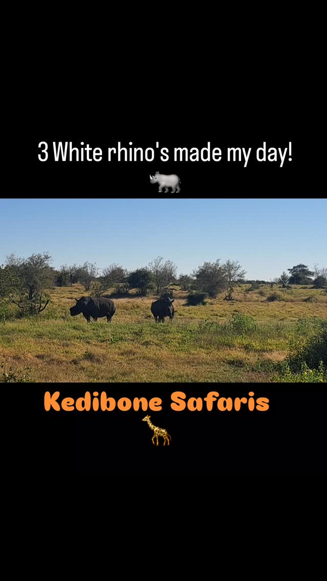 3 White rhino's made our safari day extraordinary! 🦏💓🦏
#kedibonesafarifamily
#krugernationalpark
#nature
#gamedrives
#rhino