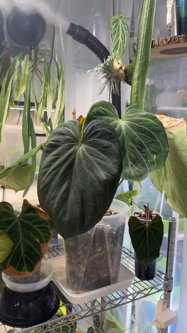 Happy Friday!
Remember life is short- so go buy that plants and spread joy.
#plantsmakepeoplehappy #plantcommunity #anthuriumaddict #plantislife #plantsaremedicine