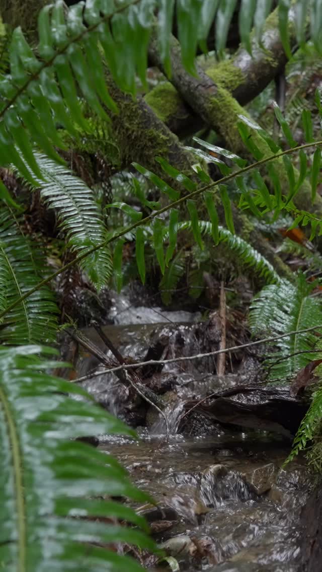 CRF is excited to release, Rooted in Resilience - forestry for resilient communities & watersheds, a new film showing both the costs of short-term profit-driven timber harvesting and the long-term benefits of ecological approaches that protect watersheds, biodiversity, and local livelihoods.
Click the link in our bio to watch the full video!
This film is the first in an ongoing series by CRF exploring the importance of multi-generational forest stewardship. It begins with a focus on watershed health, shaped by the devastating floods our communities experienced last December.
To learn more, visit our website and sign up for our newsletter: c4rf.org