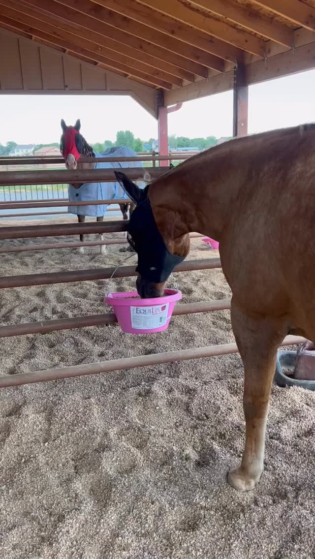 Fuel your horses the smarter way with EquiLix from @agri_bestfeeds 🐴
✔️ Supports gut health & digestion
✔️ Promotes shiny coats and strong hooves
✔️ No molasses formula
✔️ Helps horses get more from their forage
From performance horses to pasture pets, EquiLix helps keep them looking and feeling their best. Stop by AgriBest Feeds and see the difference for yourself!
#AgriBestFeeds #EquiLix #HorseHealth #EquineNutrition #GutHealth HorseLife PerformanceHorse