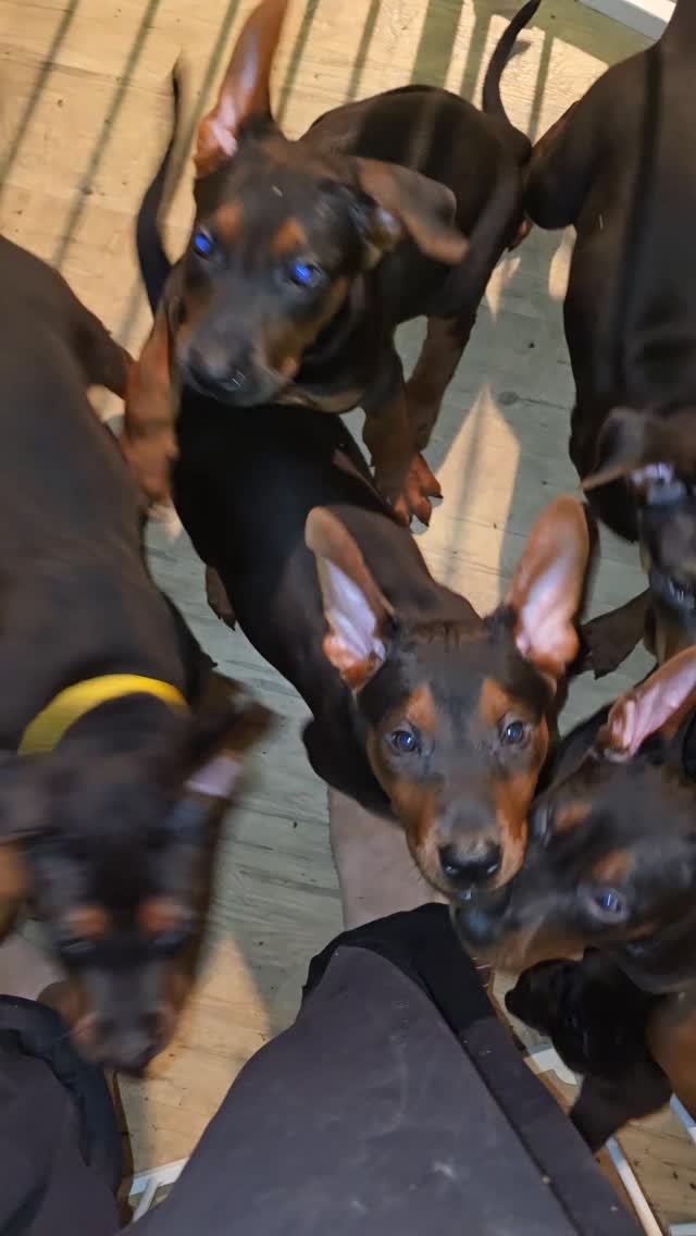 Chinese Red Dog Puppies
#laizhouhong #chinesereddog #ethicalbreeder
