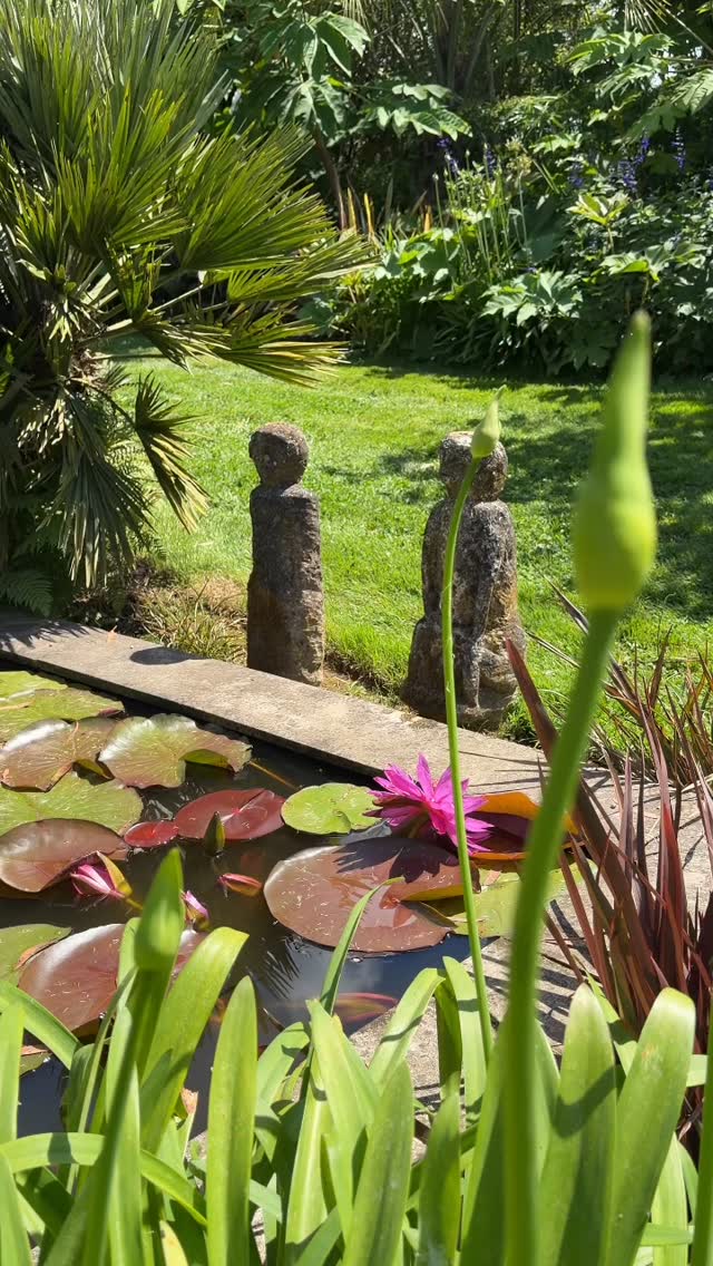 Ur lorea un des 3 jardins exotiques est un petit patio rafraîchissant que l’on découvre avec surprise au bout de l’allée caradoc,
🌱le petit bassin est l’occasion de profiter des nymphéas tropicaux
Jardin des barthes classé remarquable 15 mn d’Hossegor 30mn de Biarritz un des meilleurs lus beaux jardins de nouvelle Aquitaine
#jardinremarquable #garden #jardinexotique #naturelovers #bassin