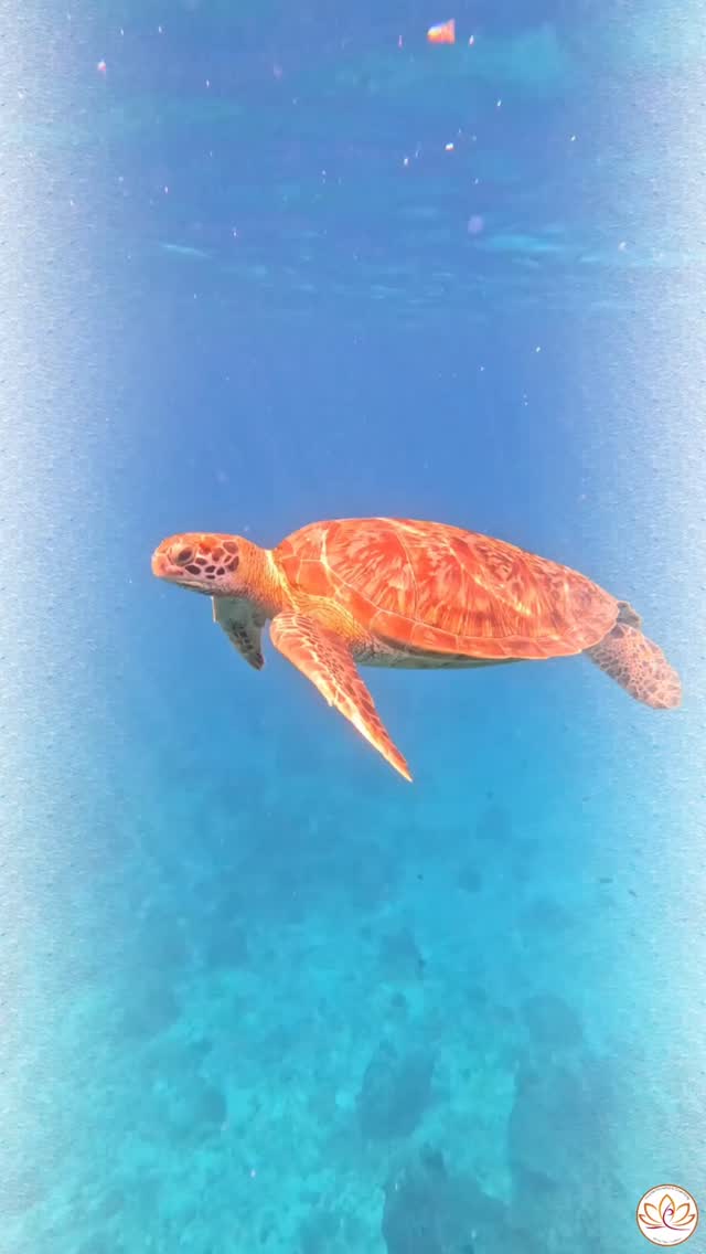 The ocean is beautiful, powerful, and full of life. Today I'm feeling grateful for the many memories and lessons it has given me over the years.
Happy World Oceans Day. 💙
With warmth,
Amanda x
#WorldOceansDay #OceanDay #DiveLife #MarineLife #OceanLove #SeaTurtle