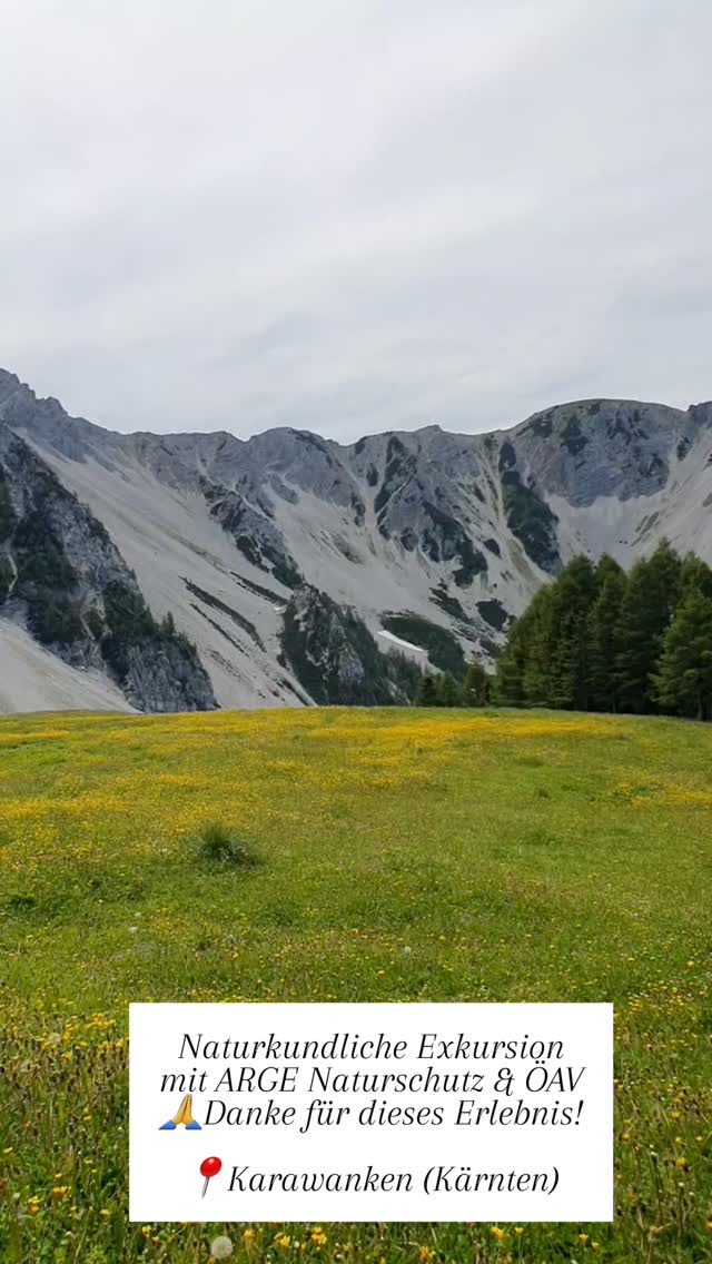 Ein Bergtag im schönen Kärnten 🇦🇹
Ich bin Kärntner Bergwanderführerin und nehme meine Gäste gerne mit auf spannende naturvermittelnde Exkursionen in die schönsten Regionen zu Naturschutzgebieten
💚 Danke an Klaus Krainer (ARGE NATURSCHUTZ) in Kooperation mit @alpenverein.klagenfurt für neue Einsichten & Perspektiven zu vielen Themen rund um Kalkalpen, Baum- und Pflanzengruppen, Orchideen, Mikrobiotope, Wetter, Erosion, Wegpflege, Naturschutzaktivitäten & Umweltbaustellen-Projekte!
Ich bin auch das nächste Mal wieder mit meinen Wandergästen dabei!
Wann gehen w i r in Kärnten zusammen wandern??
Der Wandersommer hat gerade erst begonnen..
BERGGLÜCK
BERGMOMENTE
NATURSCHUTZ
BERGTOUREN