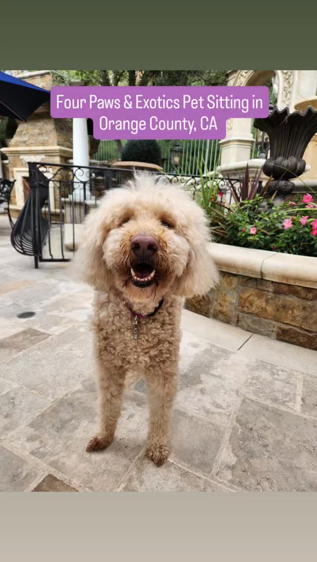 Meet Teddy Bear! Teddy is a 12-year-old Australian Labradoodle that loves going on walks, playing with her toys and taking naps. Her owners went out of town for a week and asked me to stay with her during the day and overnight. For a 12-year-old, she still has the energy of a puppy!
Looking for a trustworthy and reliable pet sitter in the OC area? Visit www.fourpawsandexotics.com.
#orangecountypetsitter #petsitting #orangecountydogwalker
