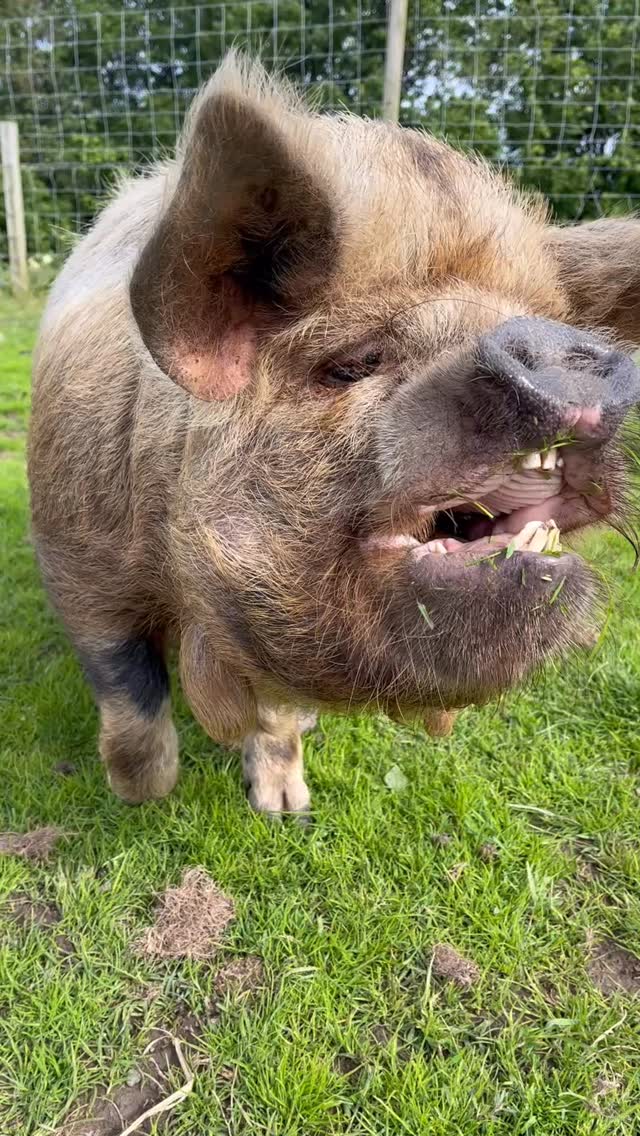 Tired mama pig is desperately seeking a 24/7 babysitter for a group of naughty piglets so she can eat and snooze in peace. 😆Must enjoy working outdoors and not mind stinky odours. Will get paid in snuffly nose kisses. Apply in comments. 🙈
#cuteanimals #funnyanimals #piglets #farm #ayrshire