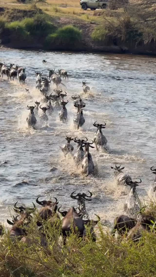 The Great Serengeti Migration: River Crossing
One leap can change everything. Watch thousands of wildebeest brave the river as they continue their incredible journey across the plains of the Serengeti.
Driven by instinct in search of fresh grazing, every crossing is a breathtaking display of courage, survival, and the power of nature. This is one of the greatest wildlife spectacles on Earth and a must-see on any Tanzania safari.
✨ Ready to witness the Great Serengeti Migration?
🌍 Learn more: https://www.meilleurtours.com/great-serengeti-migration
📲 Book your safari: https://wa.me/255744391567
#MeilleurTours #GreatSerengetiMigration #TanzaniaSafari #SerengetiMigration #WildlifeExperience