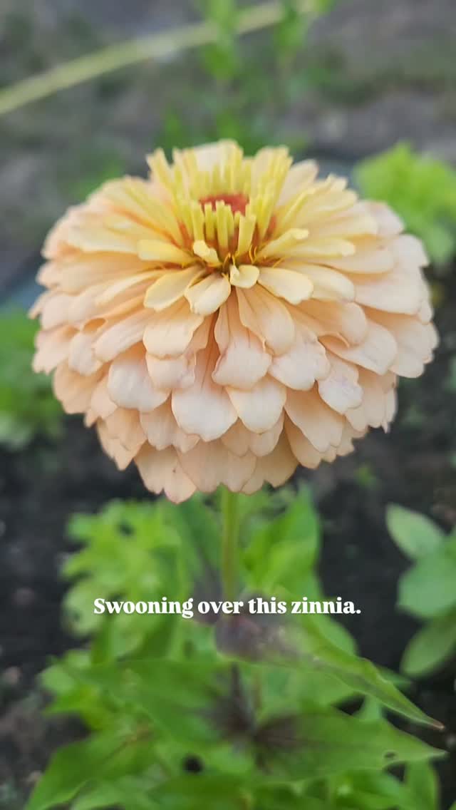 Anyone else catching the zinnia bug?
I think its time to start breeding zinnias. 😍