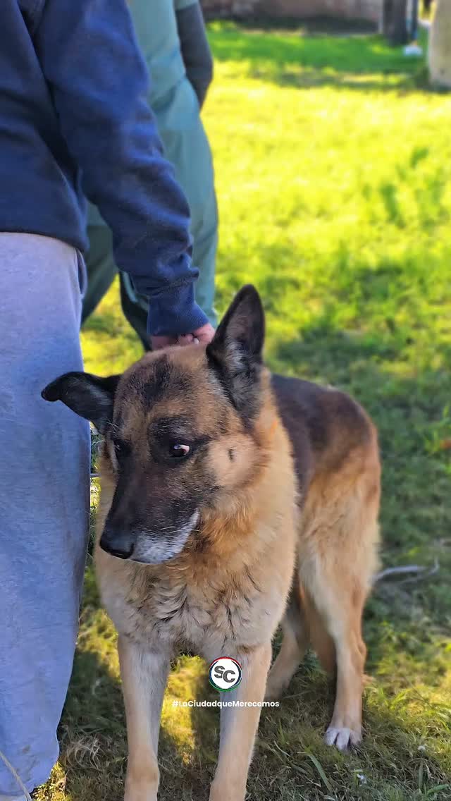 FINALIZÓ CON ÉXITO LA CAMPAÑA DE VACUNACIÓN ANTIRRÁBICA 🐶🐱
El pasado jueves, en Plaza Bustamante, se llevó a cabo la última jornada de una campaña que durante varios días recorrió distintos puntos de nuestra ciudad, alcanzando un total de 1.402 perros y gatos vacunados. En las próximas semanas, el trabajo continuará en los refugios para completar esta importante tarea.
Queremos agradecer especialmente al equipo de Ambiente y a las Veterinarias, que una vez más llevaron adelante esta campaña con compromiso y dedicación, acercando este servicio a cada rincón de la ciudad.
Gracias también a cada vecino que se acercó con sus mascotas y asumió el compromiso de cuidarlas. Porque proteger su salud también es una forma de demostrarles amor.
¡Entre todos construimos una comunidad más responsable, saludable y comprometida con el bienestar animal!