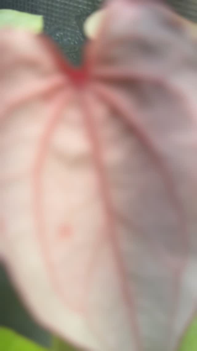 🎀Pink Girls Club
No filters.
No pink lights.
No editing.
Just the plant, exactly as it is. 🌿
Natural beauty doesn’t need an illusion.
One of my biggest pet peeves is seeing heavily edited plant photos and reels that completely change how a plant looks. I want to see the real colors, the real texture, and the real beauty—not a version enhanced by filters and lighting.
For me, authenticity will always be more impressive than perfection. What you see here is exactly what my eyes see.
Nature already did the editing. 💚
#NoFilterPlants #RealPlantColors #PlantAuthenticity #HouseplantCommunity #PlantsOfInstagram