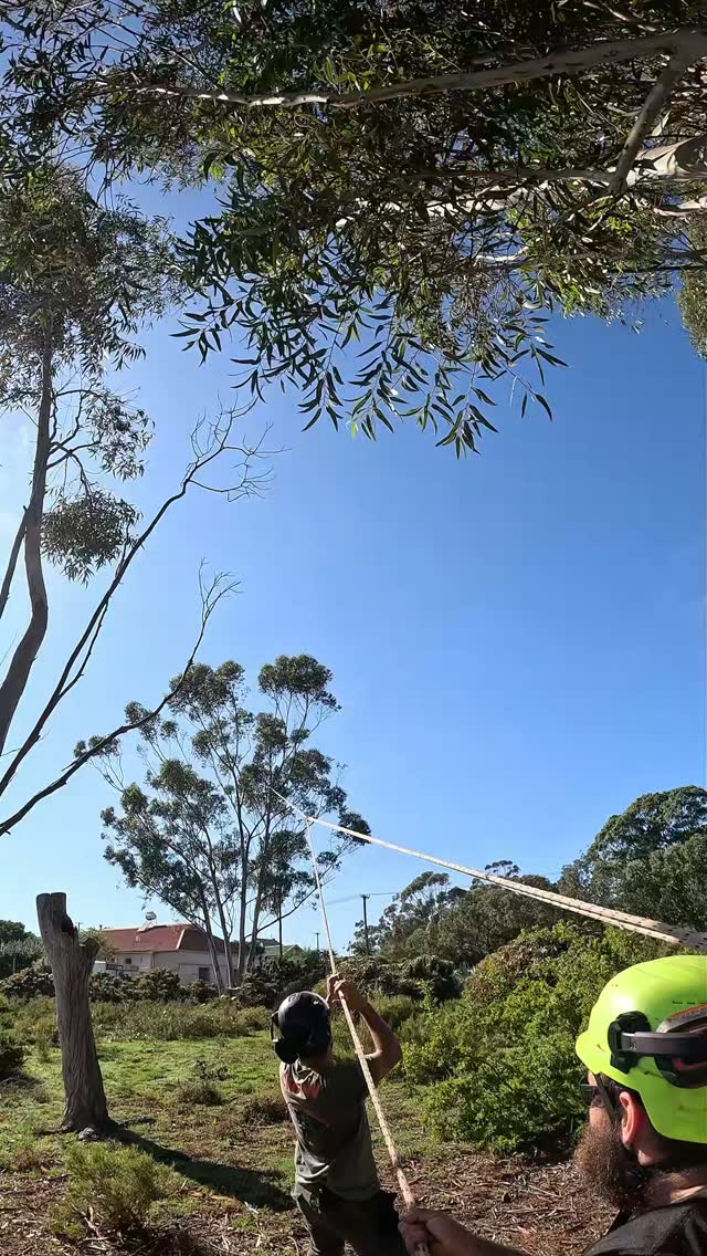 Sound on...trust me 🔊
#arborist #arboristsofinstagram #treecare