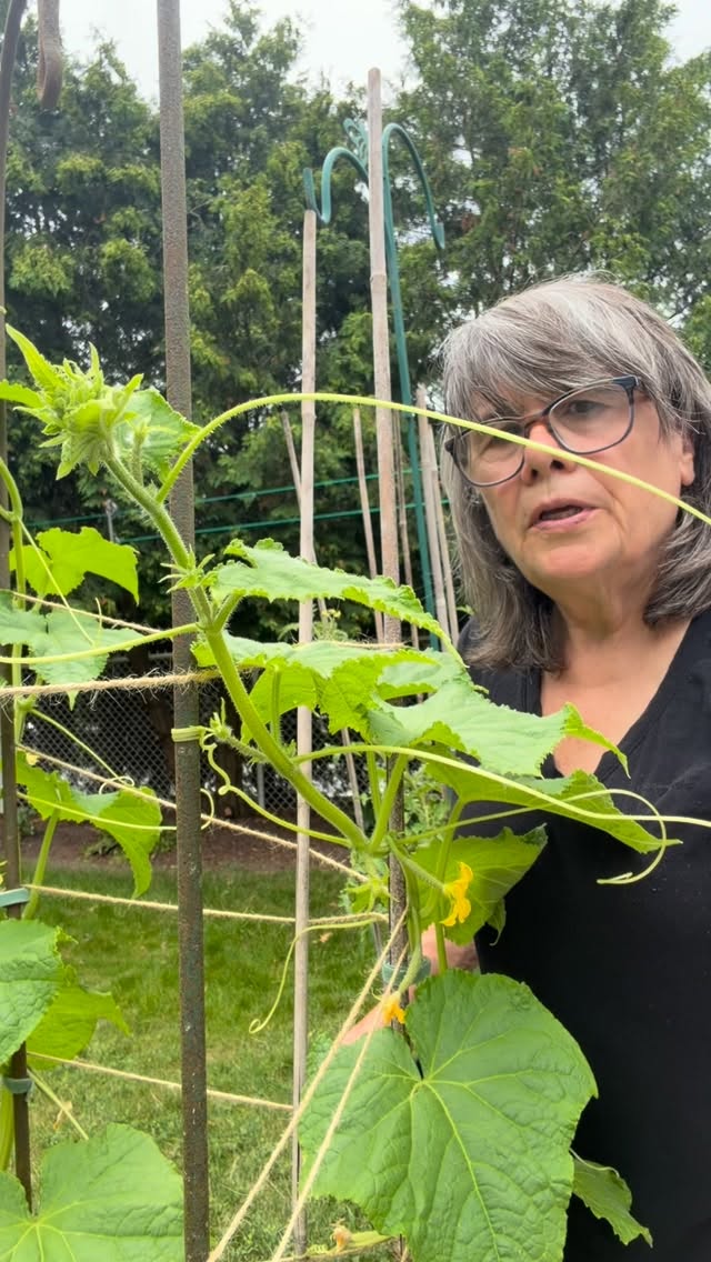 this reel was inspired by my daughter.
when she saw my cucumbers growing in a pot with a simple trellis, she said, “that’s such a great idea… i’m going to have to do that.”
if you don’t have a big garden, don’t let that stop you. A large pot, a sturdy trellis, and a sunny spot can grow an amazing crop of cucumbers.
sometimes you don’t need more space—you just need to grow up. 🥒🌿
are you growing your cucumbers in the ground, in raised beds, or in containers this year?