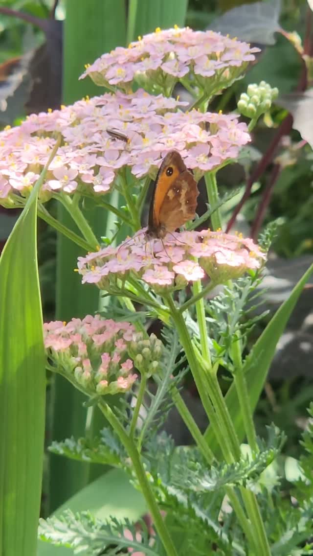 Growing more yarrow this year as part of my shift towards more perennial cut-flowers.
Seems as if the butterflies approve. 🦋