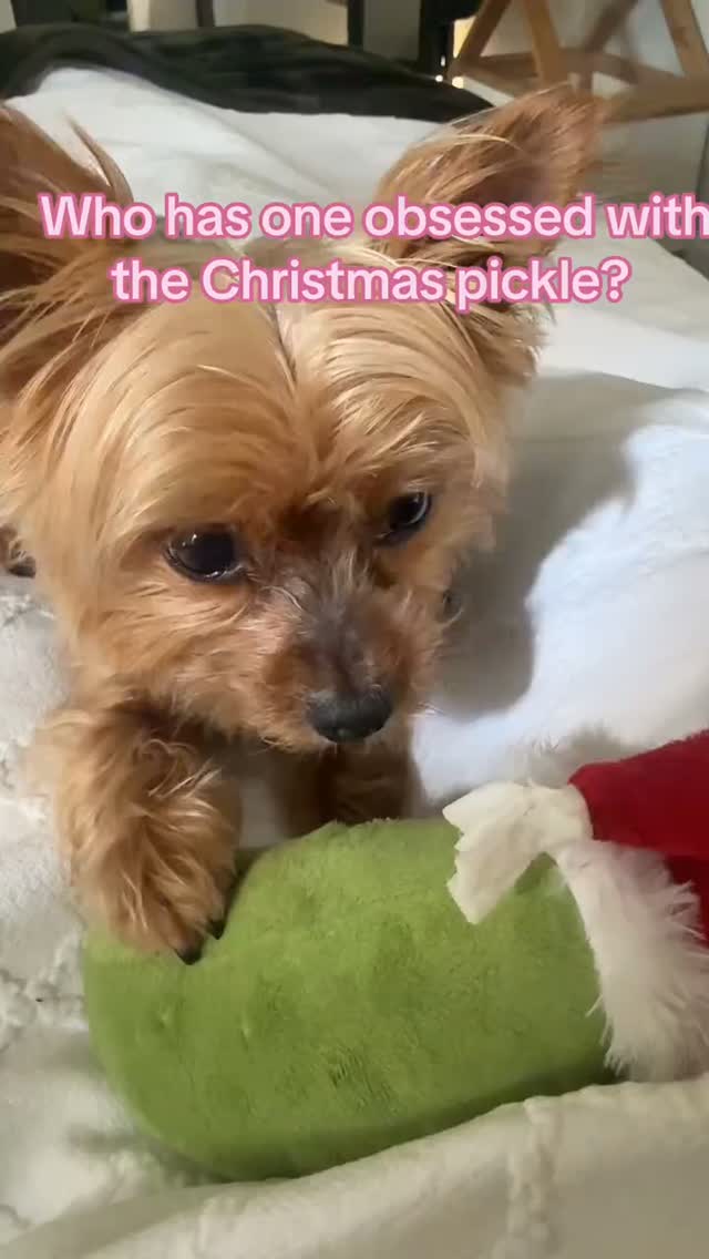 Some of my favorite memories aren't the big milestones—they're the little moments that make me smile every time I think about them. ❤️
This video combines two things I love most: Joshua's personality and getting to share my music with all of you.
If it made you smile, it did exactly what I hoped it would.
Now I have to ask...
🎄 Have you ever done the Christmas pickle tradition?
🐶 And what's one holiday tradition your dog insists on being part of?
I'd love to hear your stories in the comments! 👇