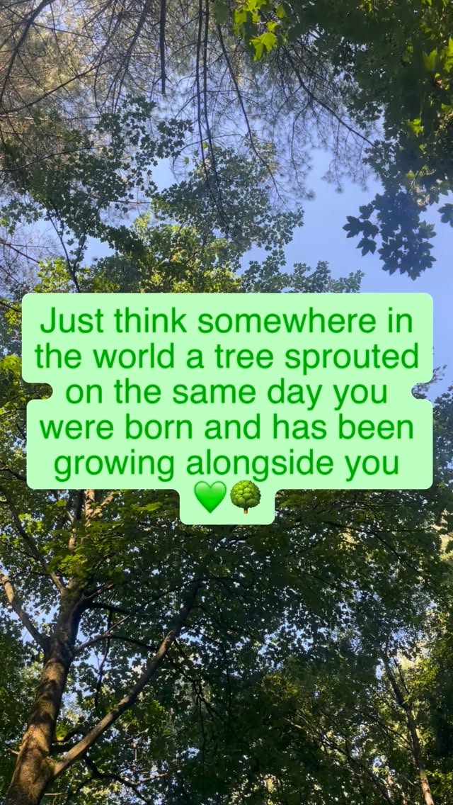 Somewhere in the world a tree sprouted on the same day you were born and has been growing alongside you.
What wisdom do you think that tree would offer you? What wisdom would you whisper to the tree?
#treewisdom #amersham #thechilterns #buckinghamshire