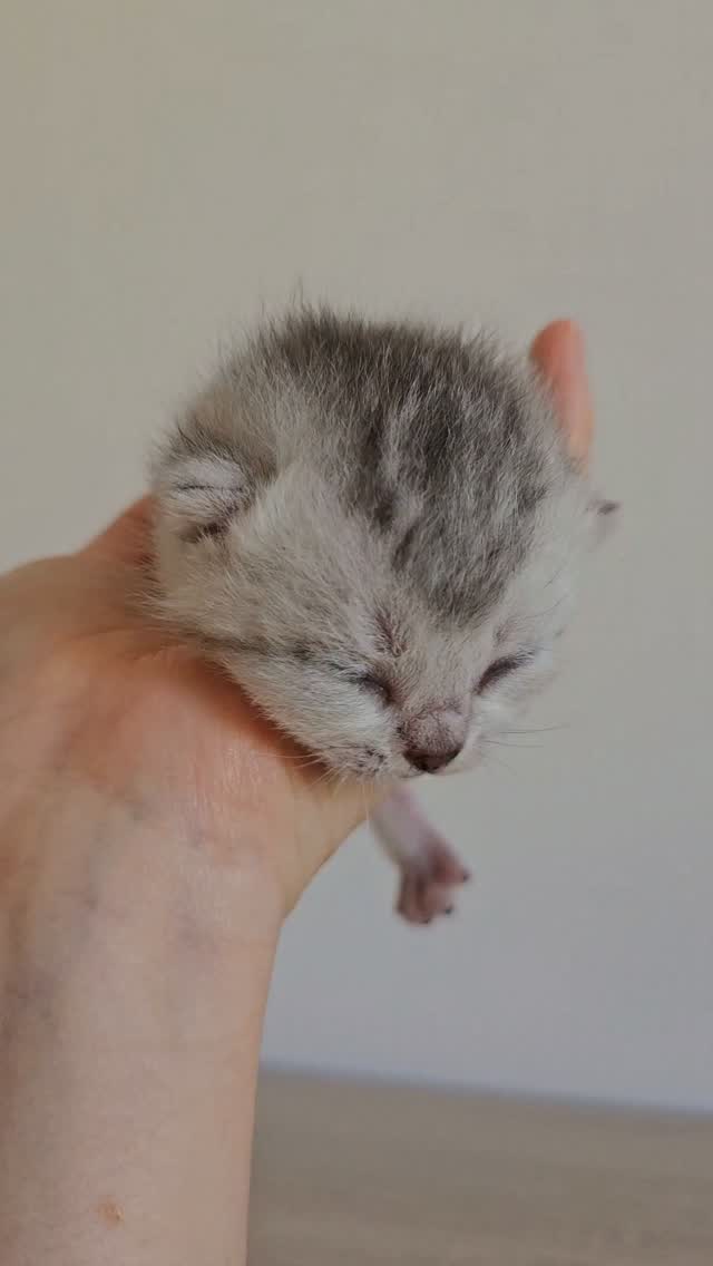 Présentation des chatons 🤍💚💙🩷🧡