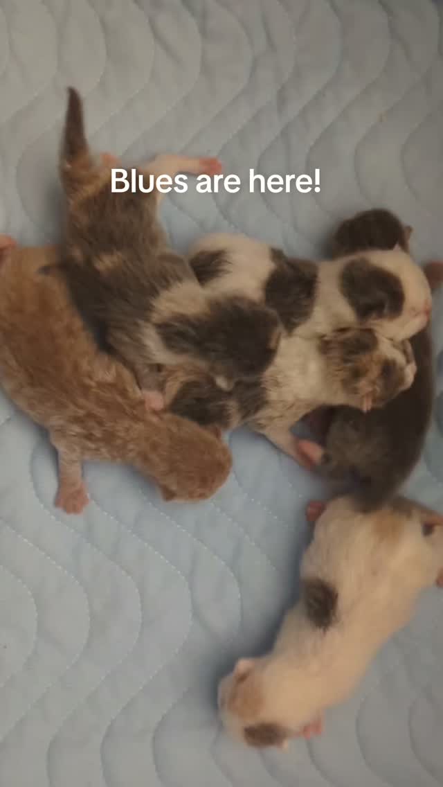 Hermione and Oden had a beautiful litter of blue shorthair kittens. Three torties with white, two bicolors and one solid. Grow healthy, little ones ❤️❤️❤️
#britishshorthair #newbornkittens #britishcat #britishkitten #britishblue