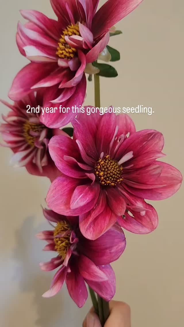 Just love how she opens a dark velvety blackish burgandy then fades to a raspberry and peach. 😘🤌
#untamedgarden #velvetedit #untameddahlias #dahliaseedling #collarette