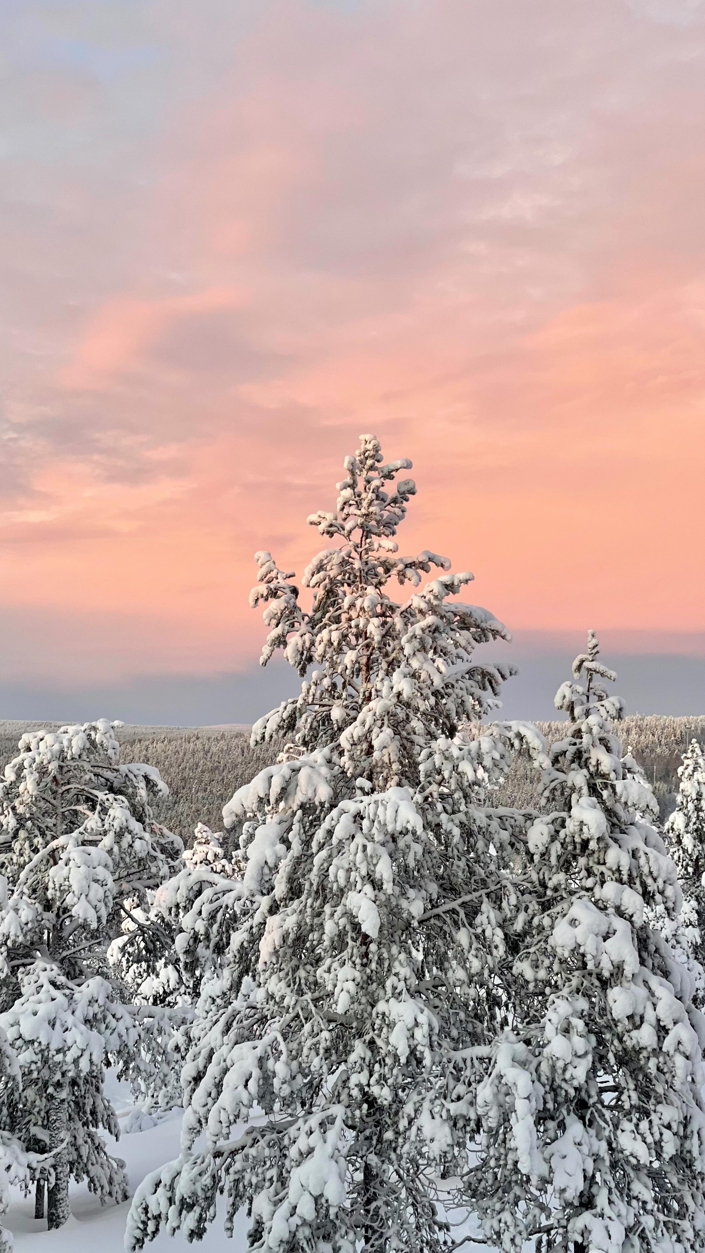 un jeudi à patiner sous la neige et au milieu de la forêt ⛸️✨
📍kotatieva winter leisure park
Billet d’entree : 59€ par personne
Navette gratuite aller-retour
#rovaniemi #laponie #finlande #lapland #visitfinland #voyage