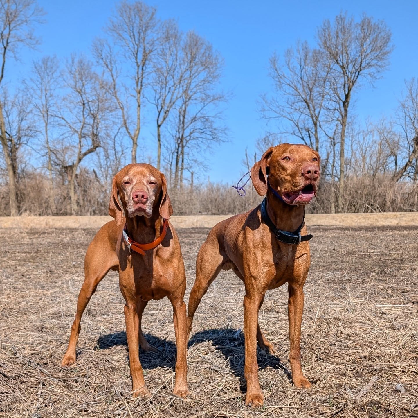 Beautiful day to run the dogs 🩵🧡
Levi was getting fed up with me taking pictures 😁
#vizslasofinstagram #vizslalife #vizslasofchicago #vizslalove #birddog #pointingdog #citydog #springtraining