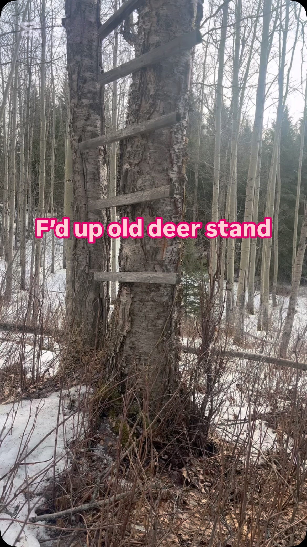 Can I restore this old tree stand. #trapline #wildanimals #treestand