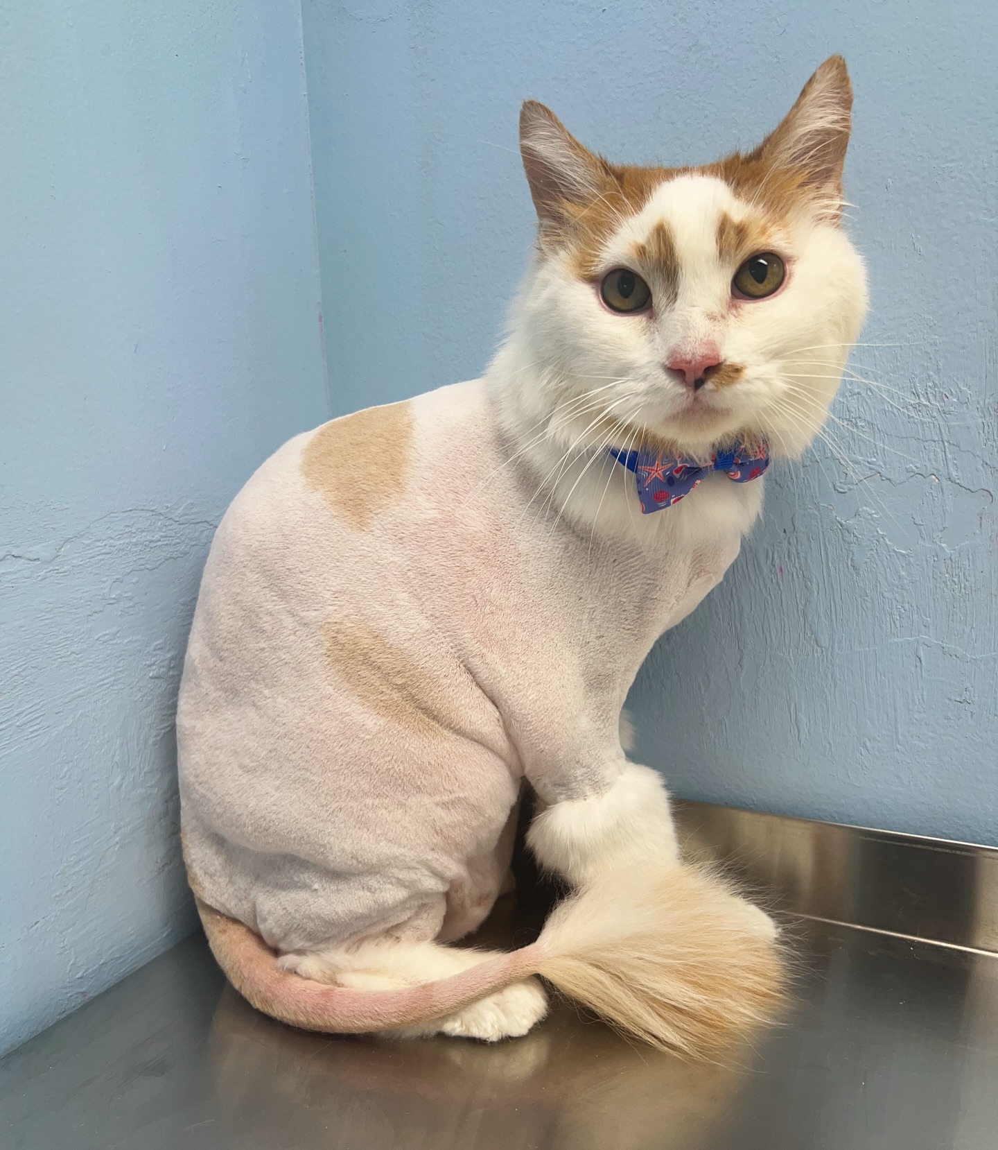 Alfies Lioncut 🦁
#catgrooming #lioncut