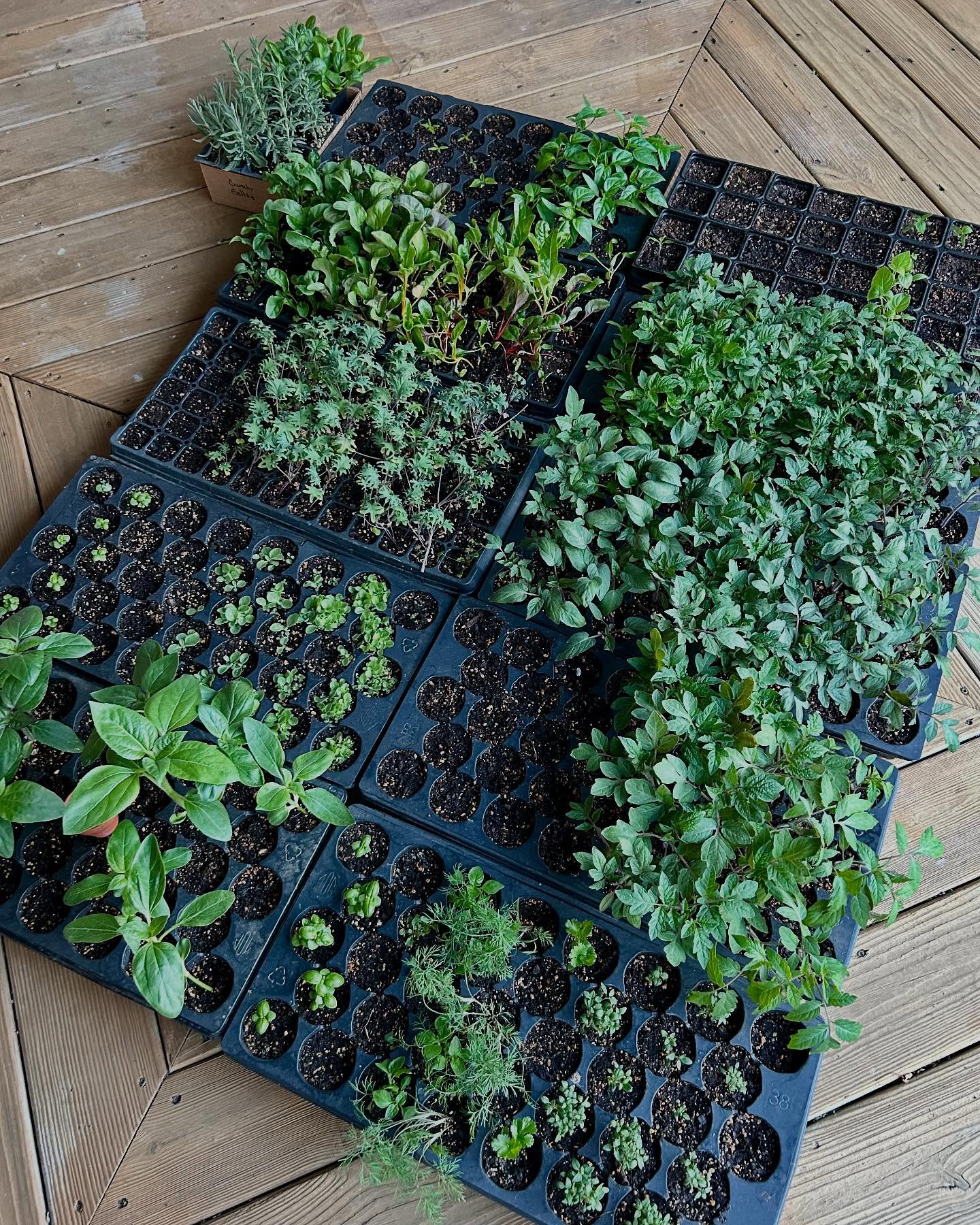 🌱Starts are looking happy and responded really well to a foliar spray I did last weekend (OHN, FPJ, BRV, FAA). They will head out to the garden once they acclimate to full sun. I usually opt for a no-till approach, but the thistles were out of hand and I wanted to remodel some parts of the garden this year. No worries, the microbes will be restored quickly by using the IMO3 that I have on hand. I’ll apply it to my whole garden and lightly mulch right before the next rainfall.🌧️🌞
#knf #koreannaturalfarming #naturalfarming #imo #indigenousmicroorganisms #livingsoil #microbes #naturalinputs #consciousacrefarm #consciousnaturalinputs