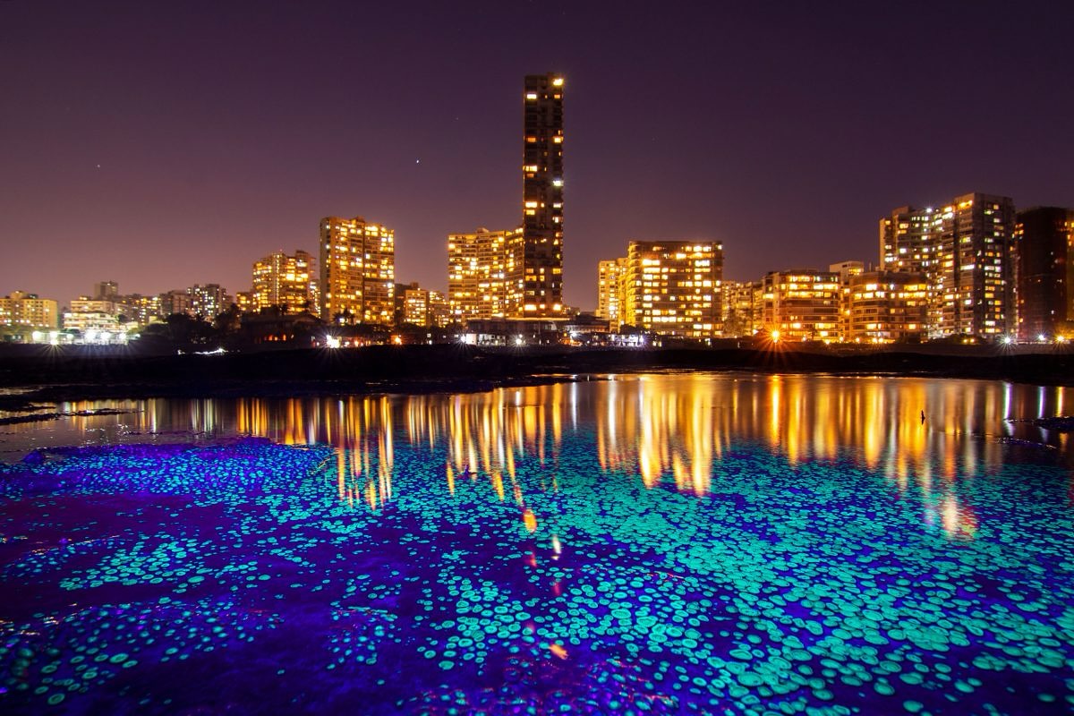 A Tale Of Two Cities, by Sarang Naik (@sarangnk90)
This shot brilliantly juxtaposes a colony of Zoanthids-glowing under the light of an ultraviolet flashlight-against the backdrop of a lit Mumbai city skyline.
It subtly highlights Mumbaiās marine life- a forgotten treasure that is under constant threat & continues to be ignored in the face of the cityās bigger ideas.
What are Zoanthids?
They are an order of Cnidarians, similar to Corals and commonly found in coral reefs. These can be seen on Mumbaiās rocky shores during low tide.
"While I was shooting one such patch of Zoanthids, I discovered that they glowed brilliantly under UV light.
However, it is important to know that UV light is damaging to the eyes. Even momentary exposure can cause temporary blindness, and prolonged exposure may cause cataracts. Utmost caution and safety must be followed when using it."
Dive deeper into Sarangās work & meet more of his marine friends at our #linkinbio
#ConservationInTheCity #MumbaiMarineLife #OceanStories #TheImpactSociety #WildlifePhotography #HiddenMumbai #photography #storytelling #visualdocumentation