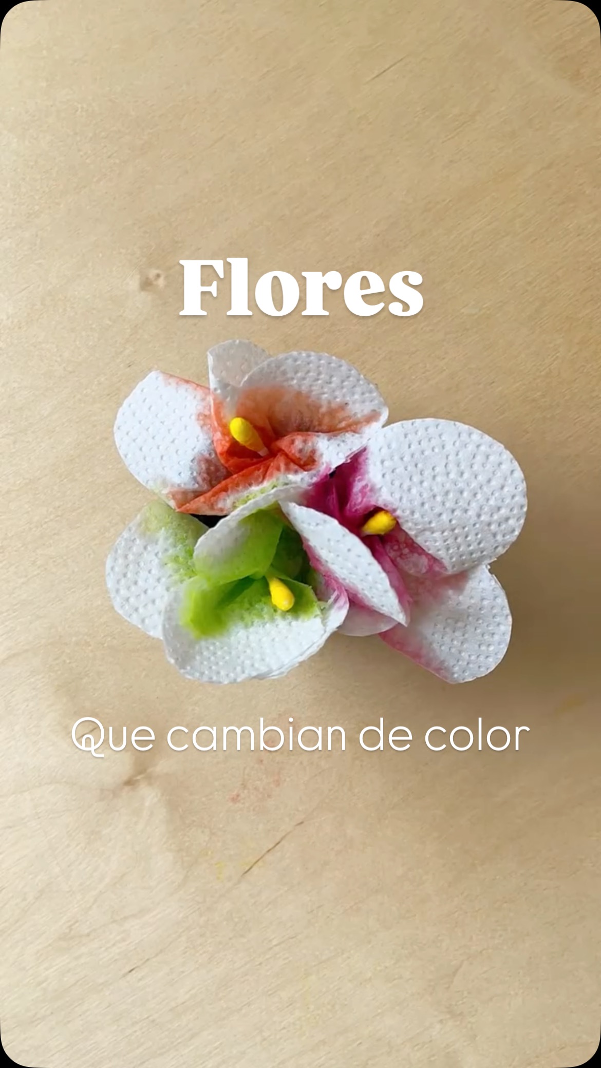 🌼Actividad para niños súper fácil
.
Flores que cambian de color.
.
#mesasensorial #toddlerplay #matandpad #experimentosparaniños #kidscraft #kidscraftideas