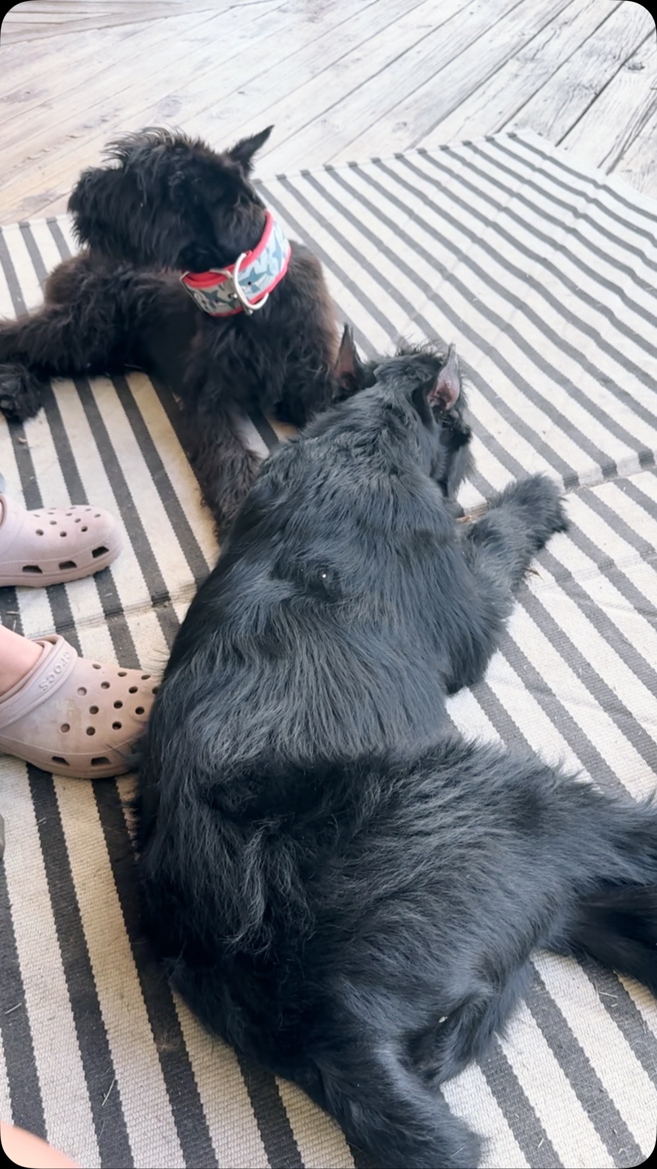 Teaching your puppy to do nothing allows for moments like this! Manners has been our number one inquiry this year and honestly we can see why! Summer is meant for relaxing moments and BBQ with family events which require…MANNERS! Feel free to contact us with any questions regarding our programs we are happy to help!!
#ecollar #satxdogtraining #balancedtraining #satx #dogtraining #boardandtrain #dogtrainersofsanantonio #ecollartechnologies #dogsofsanantonio #trainyourdog #manners #giantschnauzers