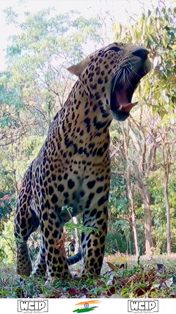 🐆 🇮🇳 !!Male Leopard in India!! 🇮🇳 🐆
This stunning male leopard (Panthera pardus) was captured on trail camera by one of our talented camera trappers @jeevan_vridhan in the wilds of India! 🇮🇳
Leopards are solitary and stealthy hunters, thriving in diverse habitats from dry forests to bustling city fringes. But despite their adaptability, they face growing threats: habitat loss, human conflict, and poaching.
India is home to over 12,000 leopards, yet sightings like this are becoming increasingly rare.
Captured with the @browningtrailcams strike force series 📷
#Leopard #WildIndia #BigCats #ConservationMatters #PantheraPardus #IndianWildlife #WildlifeReel #WildCatImaging #WildCatProject #WildCatConservation #WildCatPhotography #BigCatConservation #SaveTheWildCats #WildlifePhotography #WildCatsOfInstagram #WildlifeImaging #CatConservation #WildlifeProtection #NatureLovers #ConservationPhotography #EndangeredSpecies #WildlifeConservation #SaveOurWildlife #ProtectOurPlanet #NaturePhotography #WildlifePlanet #PlanetEarth #InstaWildlife