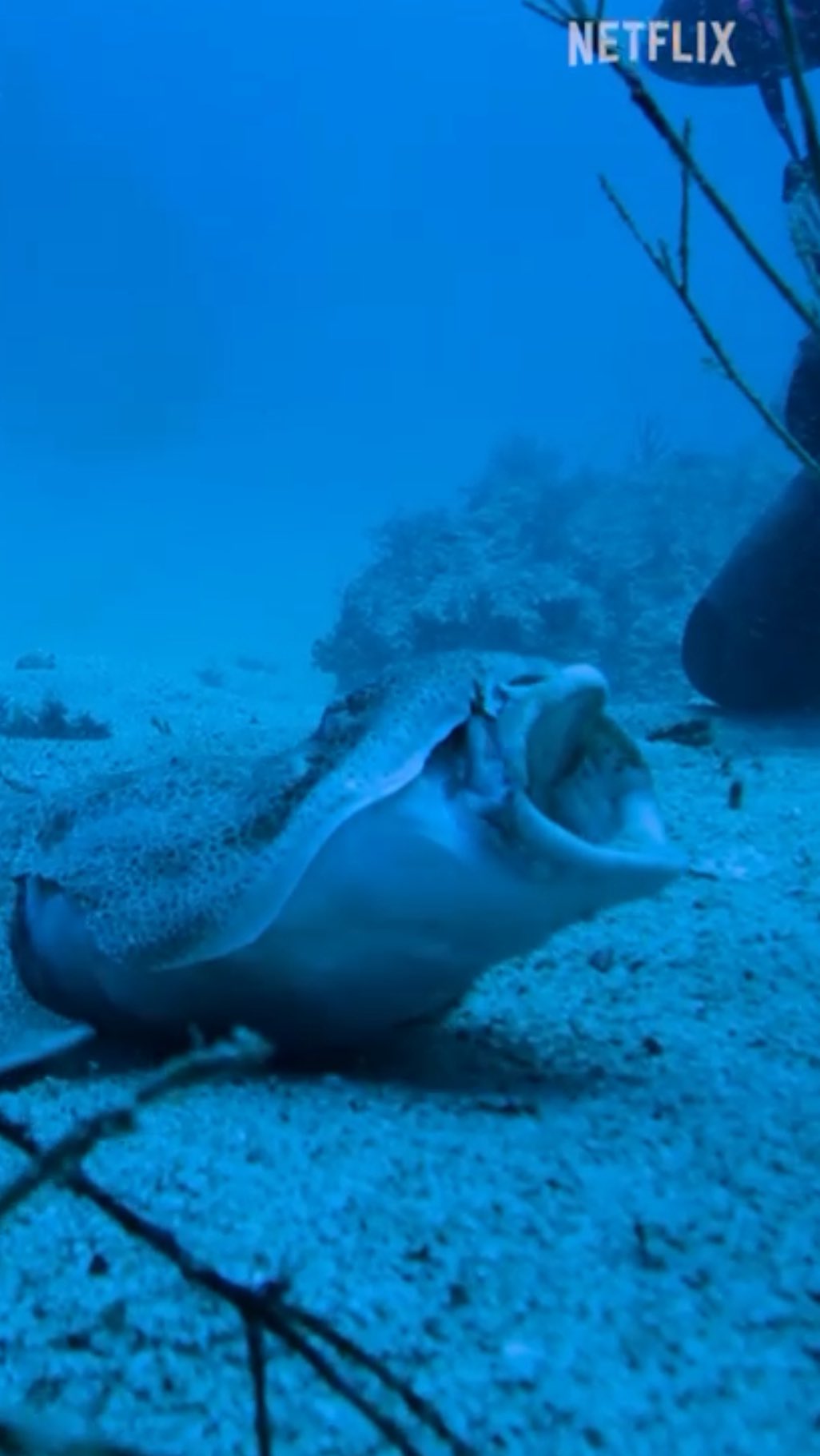 On INTERNATIONAL ANGEL SHARK day I am excited to share this sneek peek I was lucky enough to film from the new Netflix series ALL THE SHARKS !! Angel sharks have been on my bucket list to find and see in the wild for many years - Thankfully the team found one and it even jawed infront of camera before swimming off and burying itself !!! What an epic mind blowing moment !!! @bestproductioncompany @netflix #scuba #angelshark #internationalangelsharkday #japan #japandiving #allthesharks #travel #wanderlust #bucketlist
