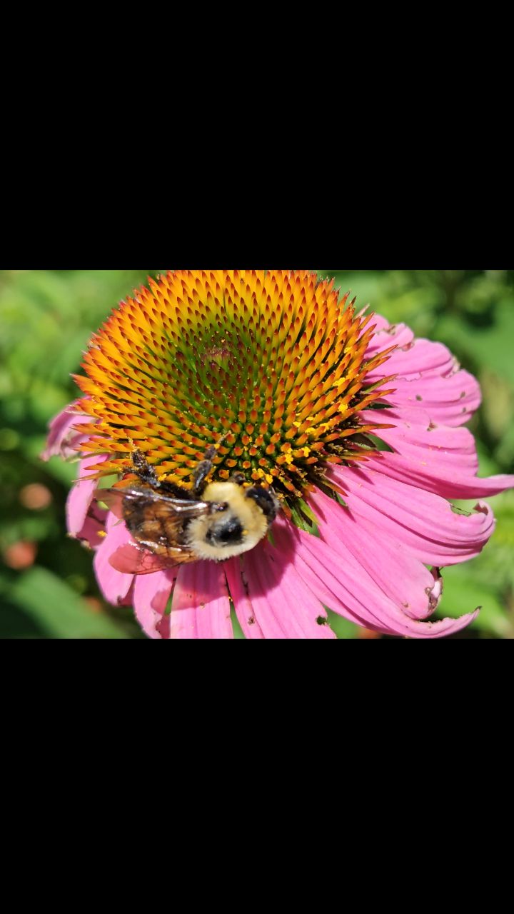 I love my backyard. There are always amazing things to see if you simply take the time to look. Recorded with my cellphone and some patience.
#bees #naturephotography