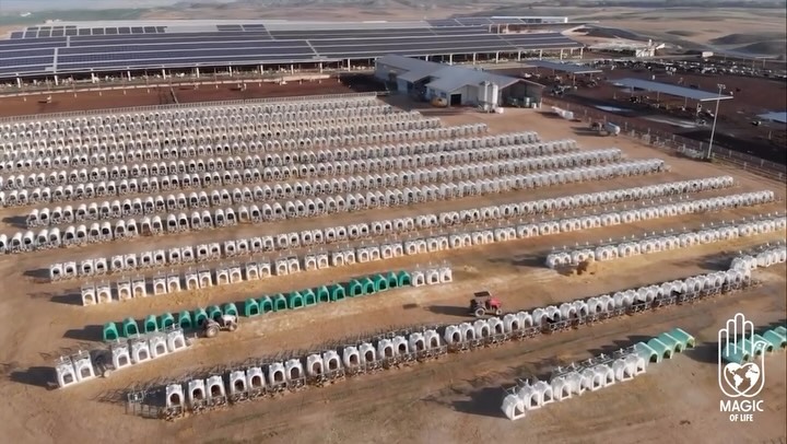 ⚠️ Please watch until the end.
Behind every glass of milk, every piece of cheese, every yogurt, every ice cream, there’s a life exploited, a family torn apart, a body broken. 💔
You have the power to stop it, or to keep paying for it.
What do you choose?
🇪🇸 Mira hasta el final. ⚠️
Detrás de cada vaso de leche, cada trozo de queso, cada yogur y cada helado, hay una vida explotada, una familia rota, un cuerpo destrozado. 💔
Tienes el poder de detenerlo… o de seguir pagando por ello.
¿Qué eliges?