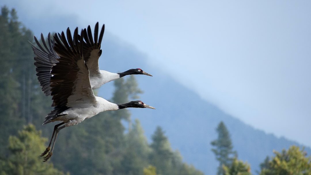 🖤🦅 Black Crane Festival & Cultural Tour with Patrick Syder
Bhutan | 3rd – 17th November 2025
This may not be a yoga retreat, but for our bird and nature lovers, it’s something truly special! 🌏🕊️🏔️
Join Patrick on a specially curated cultural journey through Bhutan, timed to coincide with the Black-necked Crane Festival — a vibrant celebration of one of the world’s rarest and most revered birds.
These graceful cranes, symbols of longevity and good fortune, are deeply woven into Bhutanese culture and can be found gracing the murals of ancient temples across the country. The festival not only honours their return to the Phobjikha Valley but also supports local conservation efforts and community livelihoods, all while showcasing Bhutan’s rich cultural heritage.
Guided by Patrick Syder, this tour offers a unique blend of wildlife, tradition, and stunning Himalayan landscapes.
🔗 Follow the link in our bio to learn more and reserve your place!
#BlackNeckedCrane #BhutanTravel #BirdwatchingTour #NatureLovers #CulturalTravel #BhutanFestival #SustainableTravel #WildlifePhotography #BirdingInBhutan #TravelWithPurpose #EcoTravel #CraneFestival #ExploreBhutan #HimalayanAdventure #PatrickSyderTours #theyogagarden #theyogagardenretreats #retreats