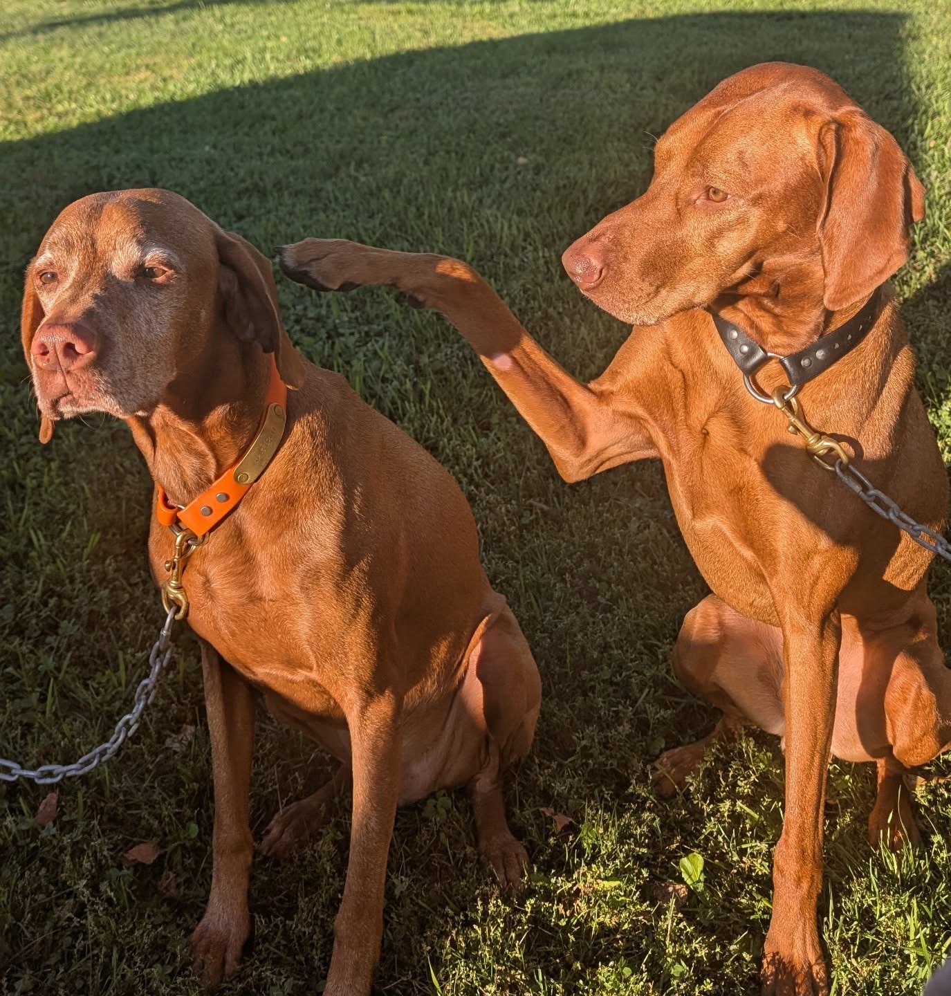 Mood
#vizslalife #vizslasofinstagram #vizslagram #vizslaoftheday #annoyinglittlebrother #ilovemyvizsla