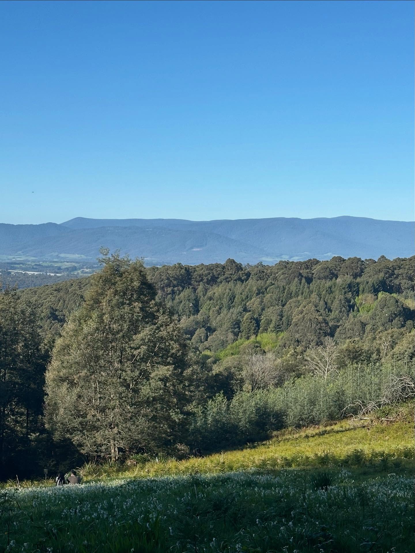R J Hamer Arboretum #dandenongranges