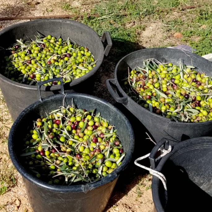 La raccolta continua #boscoemma prenota il tuo olio www.boscoemma.com