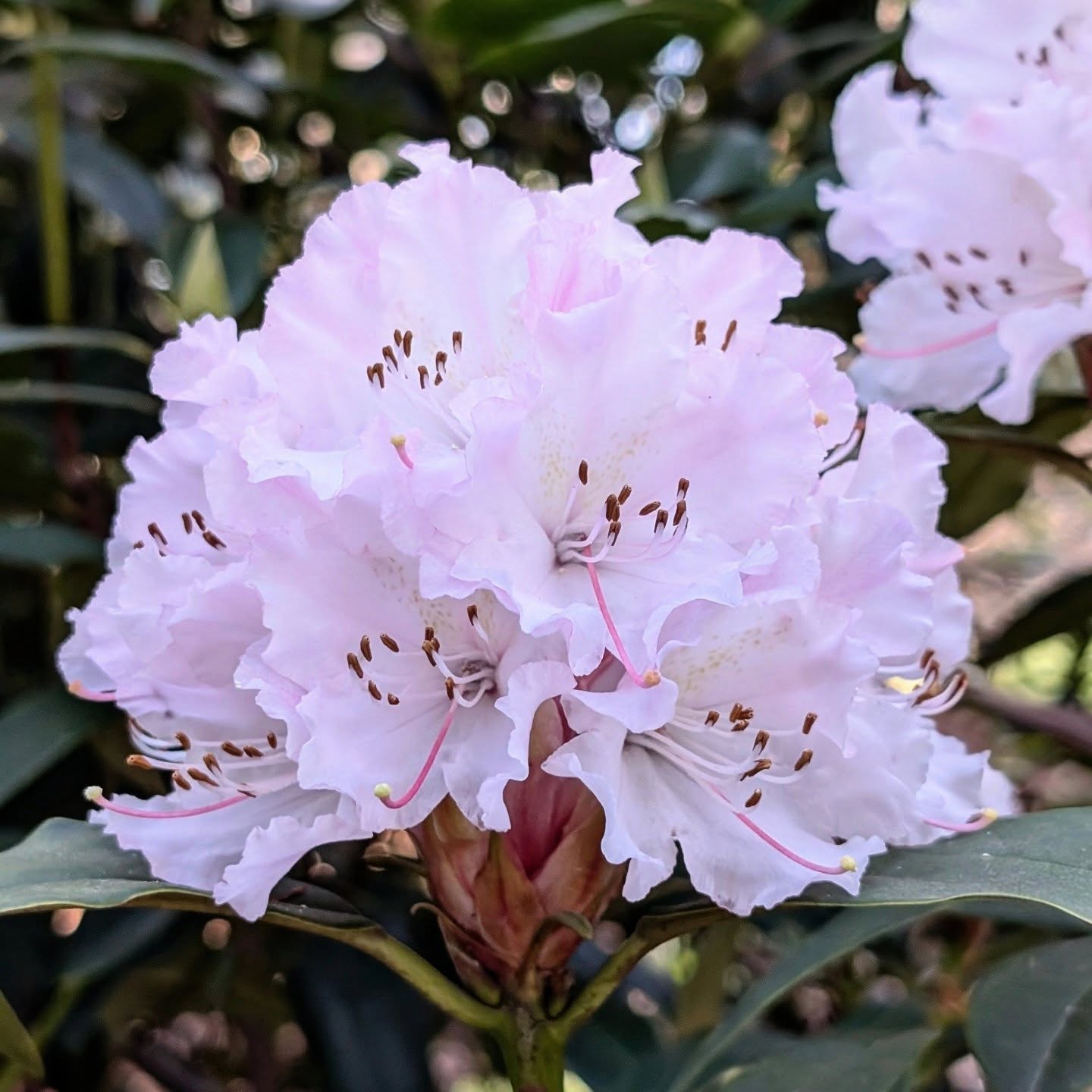 Behind Door 5 is… Rhododendron ‘Christmas Cheer’ 🎄🌸 An old favourite in British gardens,... Behind Door 5 is… Rhododendron ‘Christmas Cheer’ 🎄🌸 An old favourite in British gardens,...