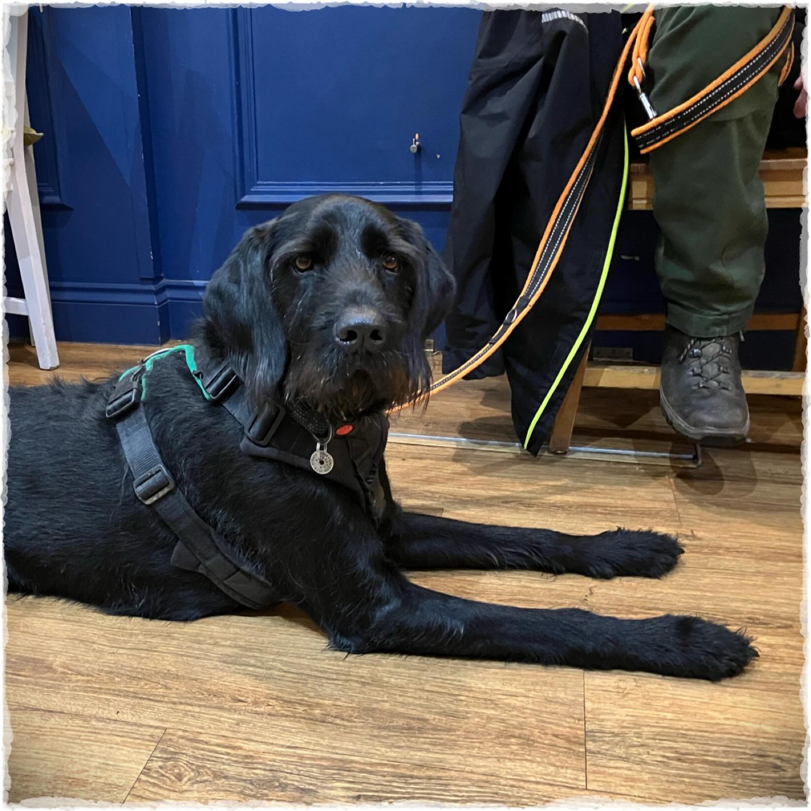 🐾
Heading home from our mini break today.
We dodged most of the rain yesterday and rest assured, Bruce fitted in another cafe visit.
This time to @brew_and_chew_perth - a very dog friendly cafe which happens to do excellent toasties. And alcohol-free mulled wine which I had to boost the seasonal spirit🍷🤗
.
.
#minibreakuk
#adventureswithbruce 🐾
Heading home from our mini break today.
We dodged most of the rain yesterday and rest assured, Bruce fitted in another cafe visit.
This time to @brew_and_chew_perth - a very dog friendly cafe which happens to do excellent toasties. And alcohol-free mulled wine which I had to boost the seasonal spirit🍷🤗
.
.
#minibreakuk
#adventureswithbruce