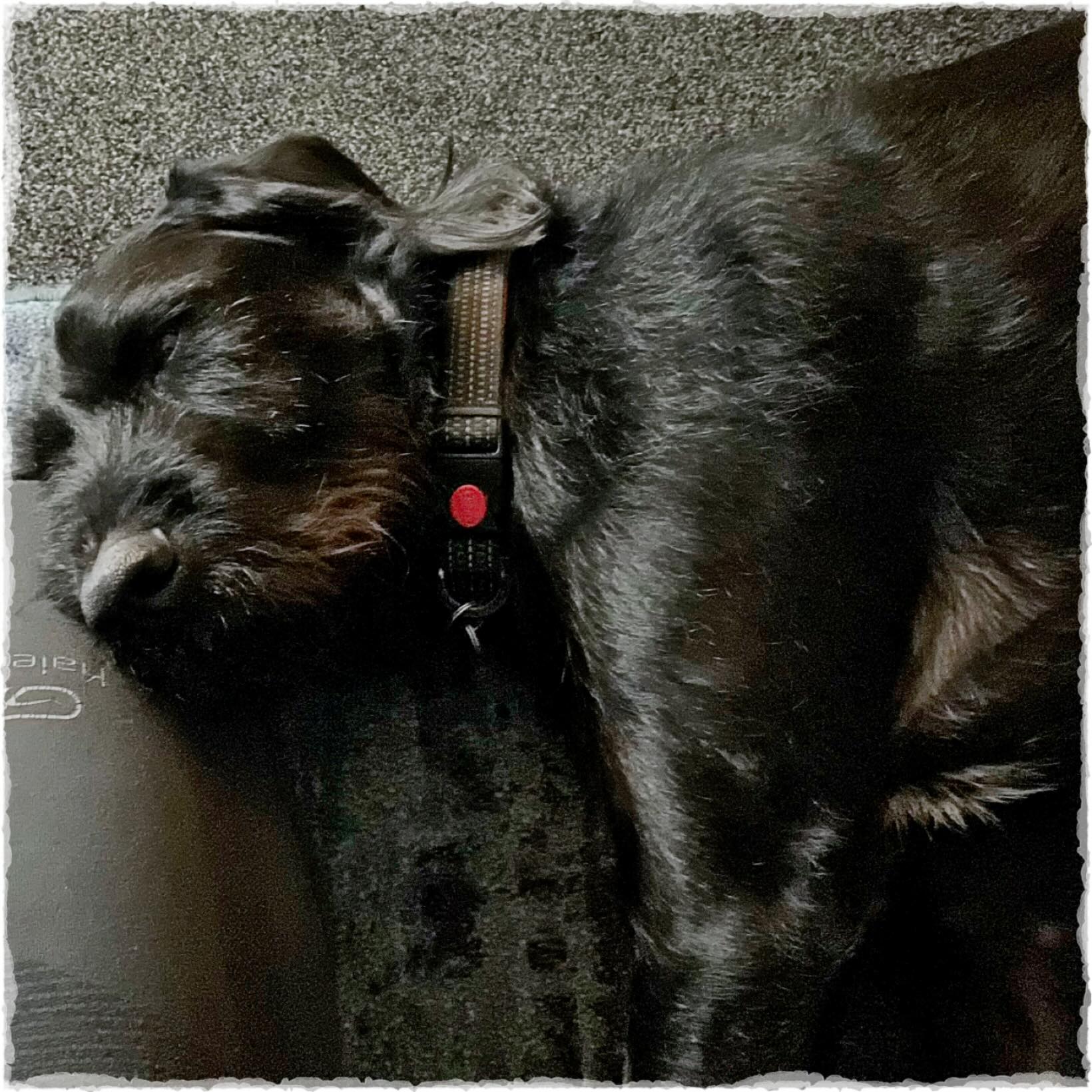 🐾zzzzz
I got home a little while ago to find the fire lit.
I hunkered down with my back to it.
Just to warm up, you understand.
And then there was a nose resting on my leg.
…
Do I have to get on with some work now or should I stay right here for the foreseeable?
#dayswithbruce
#dogdays
#doesdutycall? 🐾zzzzz
I got home a little while ago to find the fire lit.
I hunkered down with my back to it.
Just to warm up, you understand.
And then there was a nose resting on my leg.
…
Do I have to get on with some work now or should I stay right here for the foreseeable?
#dayswithbruce
#dogdays
#doesdutycall?