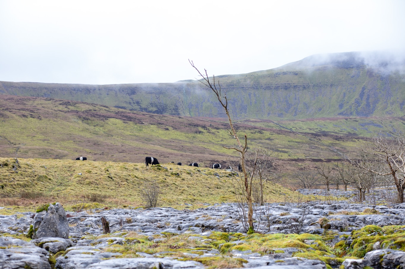 Much of the beef on tables and in kitchens at this time of year comes from Bill Whittaker’s herd of Belted Galloway cattle.
They graze land in the shadow of Ingleborough, feeding on diverse forage shaped by limestone ground. It is land that suits the cattle, and cattle that suit the land.
We usually receive Bill’s beef once a year, when it is ready. It is always a good moment when it arrives. Beef like this cannot be rushed. It follows the season.
This is the way we like to work. Smaller farms, running the right cattle on the right ground, producing beef that fits the rhythm of the year.
As we head into the new year, we are always keen to hear from other farmers working with native breeds, regenerative systems, and properly pasture-fed livestock. If that sounds like you, and you have something coming through, do get in touch.