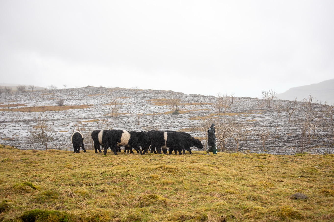 Much of the beef on tables and in kitchens at this time of year comes from Bill Whittaker’s herd of Belted Galloway cattle.
They graze land in the shadow of Ingleborough, feeding on diverse forage shaped by limestone ground. It is land that suits the cattle, and cattle that suit the land.
We usually receive Bill’s beef once a year, when it is ready. It is always a good moment when it arrives. Beef like this cannot be rushed. It follows the season.
This is the way we like to work. Smaller farms, running the right cattle on the right ground, producing beef that fits the rhythm of the year.
As we head into the new year, we are always keen to hear from other farmers working with native breeds, regenerative systems, and properly pasture-fed livestock. If that sounds like you, and you have something coming through, do get in touch.