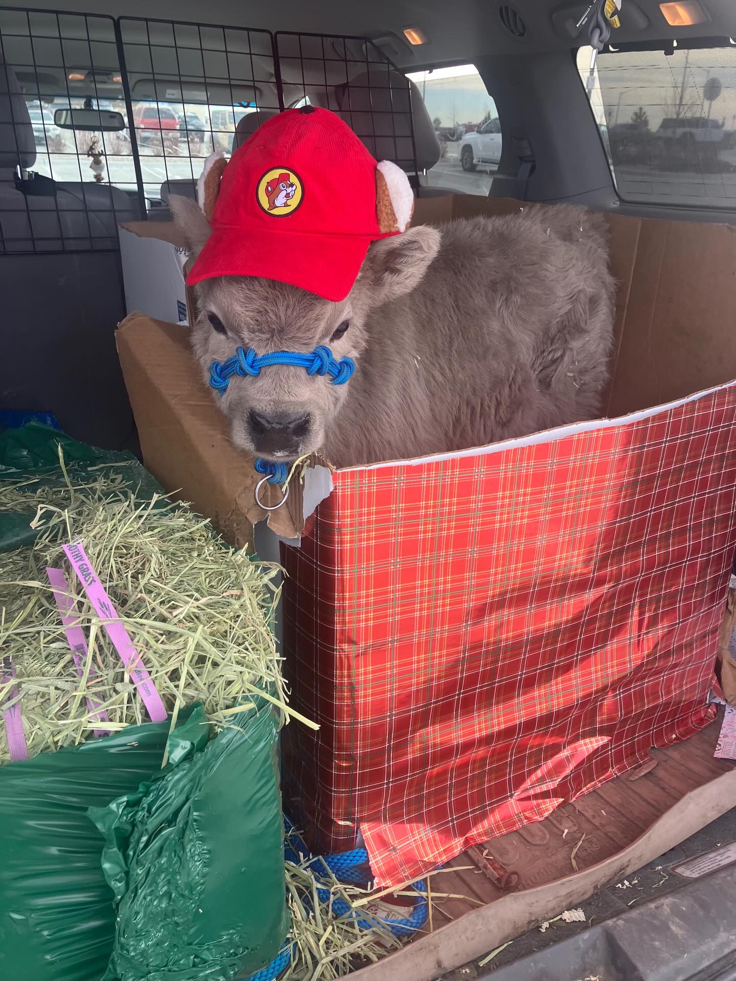 Made it to Fort Collins CO! Dad and Wayne needed to stop @bucees. Did you know they are opening a new location in Utah? Let them know they need to have Wayne at opening day!