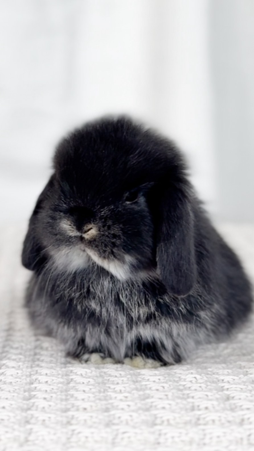 ADOPTED Our black otter Holland Lop, Stormy🖤. I love this color pattern + name combo and will be eventually keeping one for our herd🥹
For more info about our rabbitry visit our website www.hollandlopshawaii.com
#hollandlop #hawaii #oahu #luckywelivehawaii #hollandlopbreeder