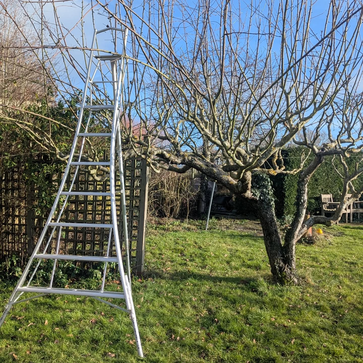 Winter jobs: Apple and other fruit tree pruning time. This is the second year of a 4 year process of reducing the height and water shoots of this neglected and overgrown apple tree