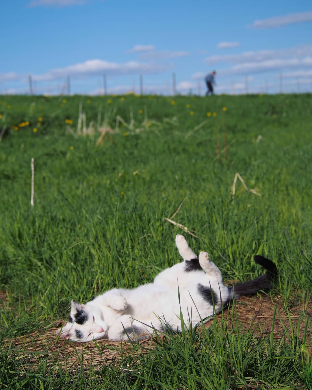 While the farmer himself is doing hard work building a fence around the pasture, our cat Uinu couldn't take it easier ☺️😽 #farmcat #farmlife #sheepfarm #maalaiskissa #cat #catstagram #lifeiswonderful #farmer #pasture #puustilanmaisematila #lazycat