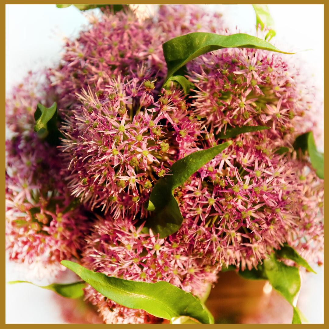 “Flowers, more fleeting, more ethereal, and more delicate than the plants out of which they emerged, would become like messengers from another realm, like a bridge between the world of physical forms and the formless.” - Eckhart Tolle