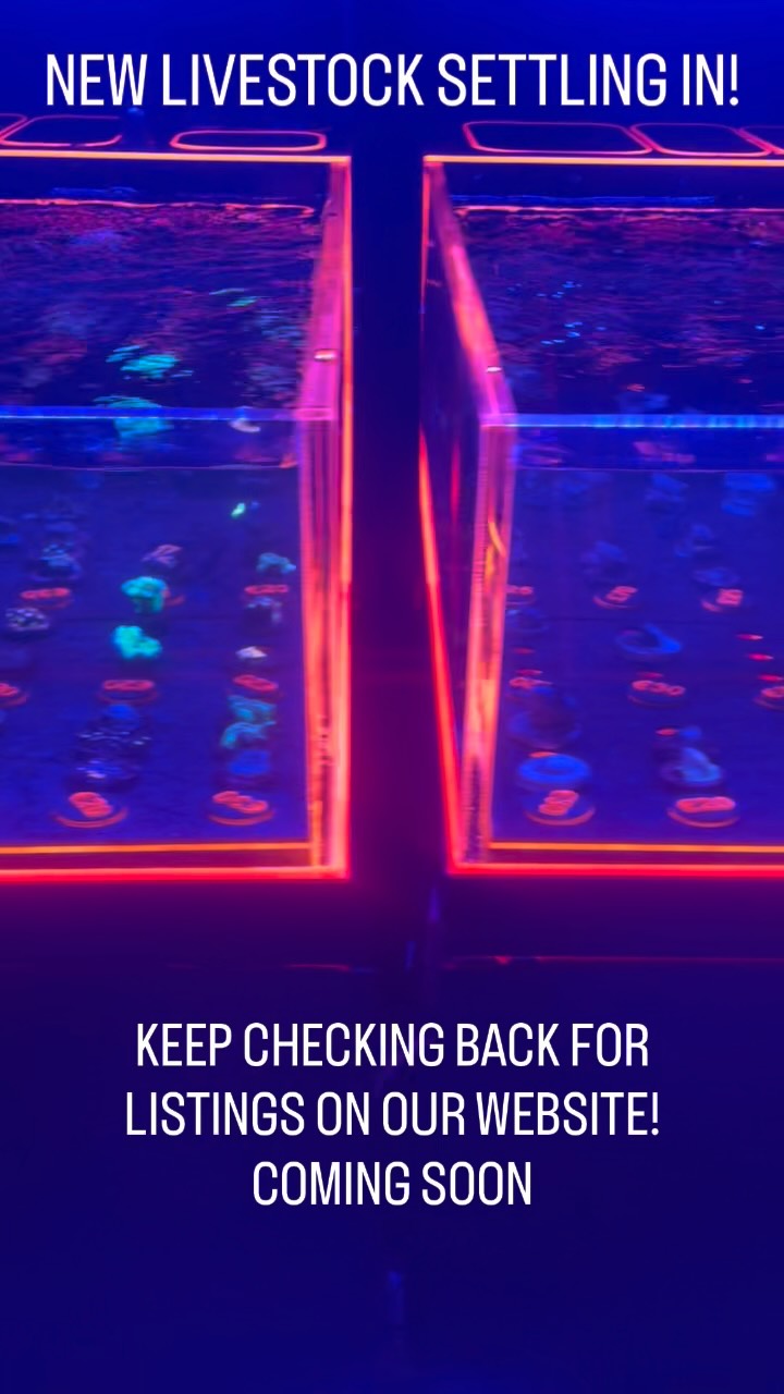 Our livestock is settling in beautifully 👀🪸
Big things are coming—keep an eye on this space for upcoming sales dropping on our website!
#thepolyppros #CoralFarm #ReefLife #MarineFish #SaltwaterAquarium